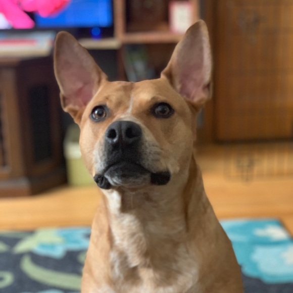 Meet your Posher, Chelsie - Picture 1 of 1